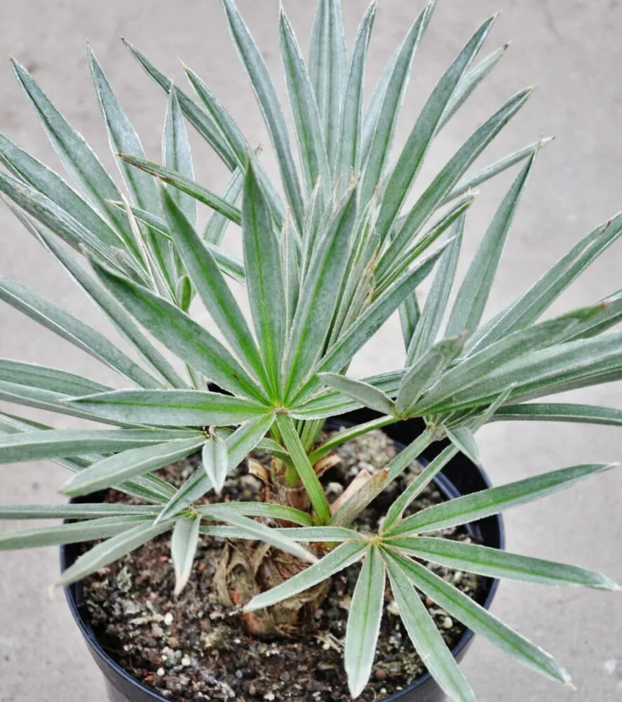Blaue Nadelpalme (Trithrinax campestris) - dekorative Palme mit blaugrünen Fächerblättern