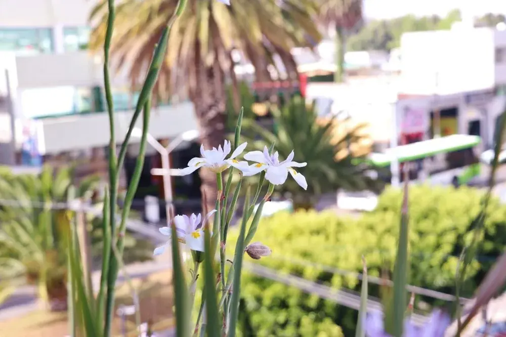 Exotik für Zuhause – Die Terrasse mit Palmen ausstatten - Pflege, Standort und Eigenschaften
