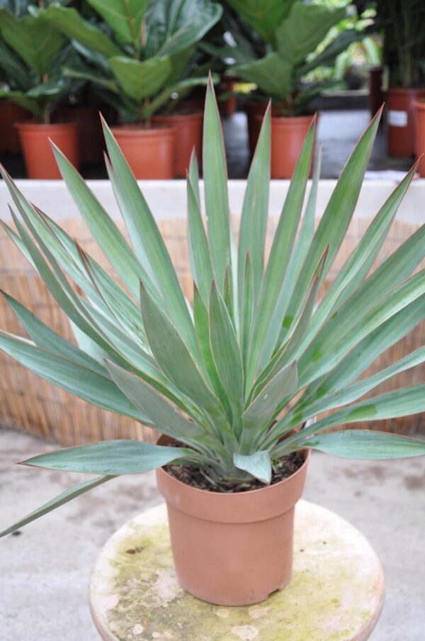 Yucca (Kerzen-Palmlilie), Lieferhöhe ca. 40cm mit 17cm Topf