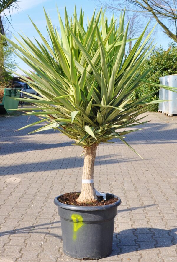 Yucca (Jewel) Riesen-Palmlilie