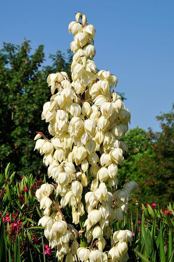 Yucca Palmlilie, verschiedene Größen 60-70cm