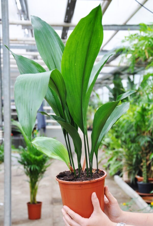 Schusterpalme (Metzgerpalme), Lieferhöhe ca. 40cm mit Topf