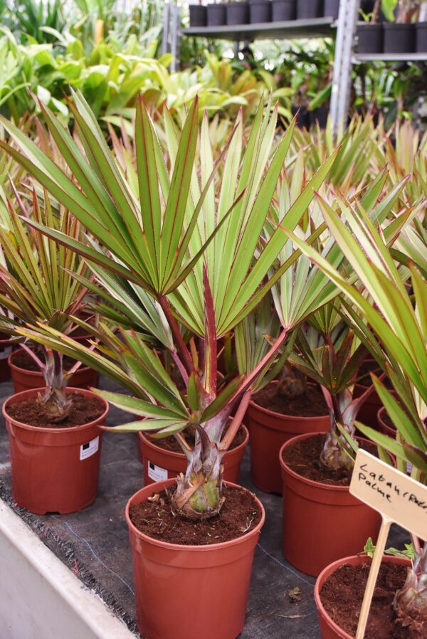 Rote Latan-Palme, Lieferhöhe ca. 60 cm inklusive Topf