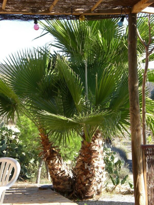 Petticoat-Palme, Lieferhöhe ca. 80-90cm mit Topf