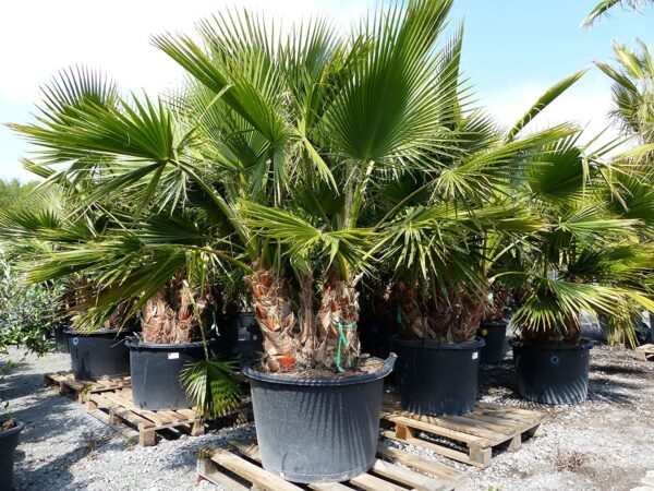 Palmengruppe 3-5 Stämme 250-270 cm Washingtonia Robusta Petticoat Palme