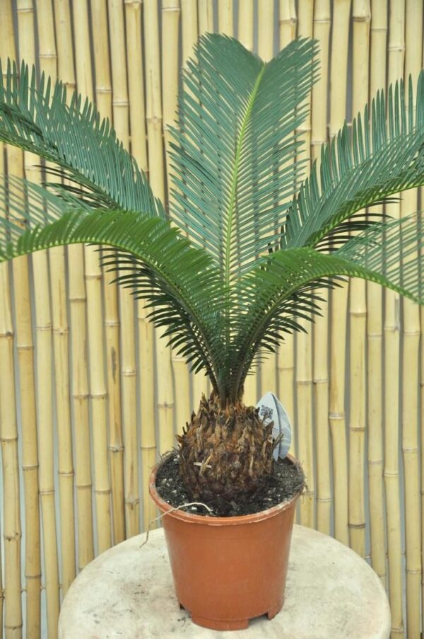 Palmfarn (Sago-Palme)