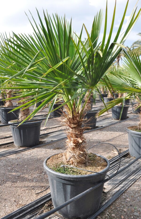 Brasilianische Nadelpalme