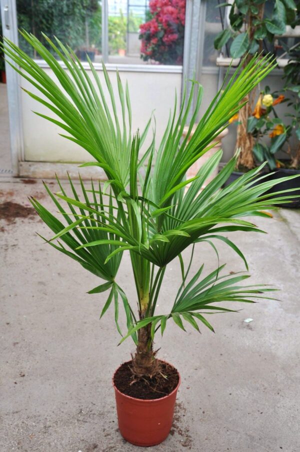 Brasilianische Nadelpalme