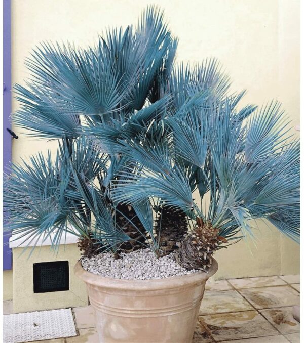 Blaue Zwergpalme Chamaerops humilis Cerifera, Größe ca. 60-80 cm.