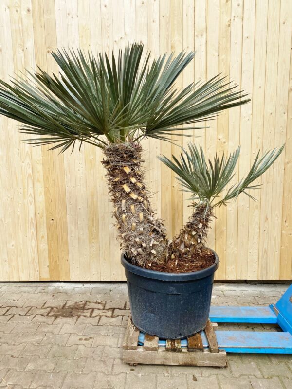 Blaue Nadelpalme doppelt Einzelstück, ca. 2,00m mit Topf