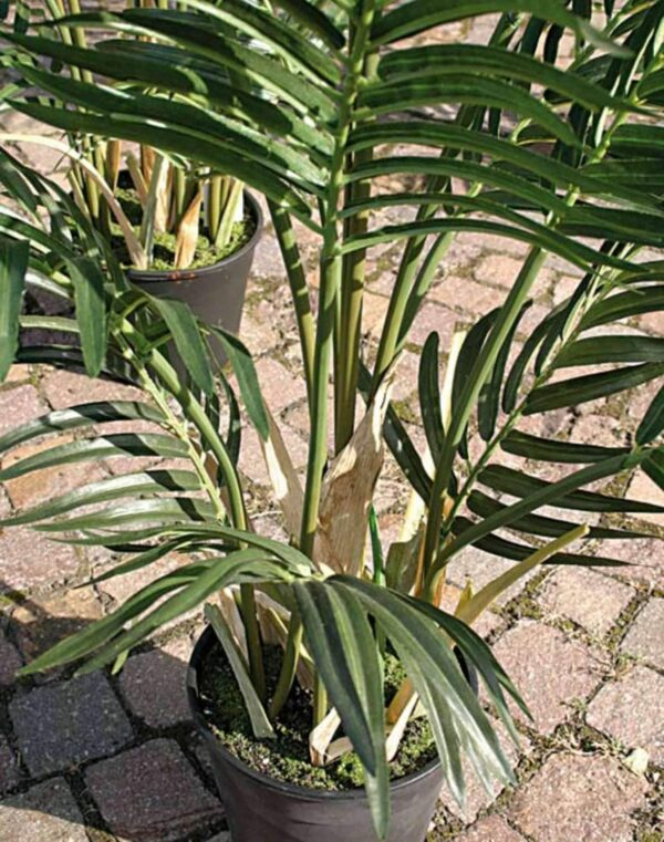 Kunstpalme Areca (Goldene Fruchtpalme) im Zementtopf, 90cm