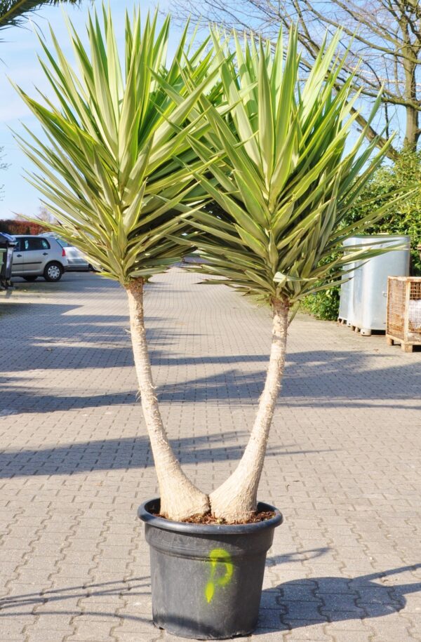 Yucca (Jewel) Riesen-Palmlilie verzweigt